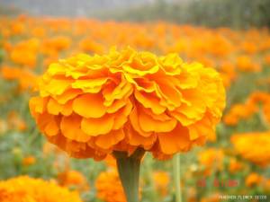 And of course, lutein is sold as a dietary supplement because plants.